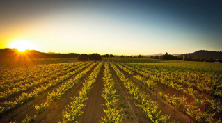 Foppiano Vineyard at Dusk